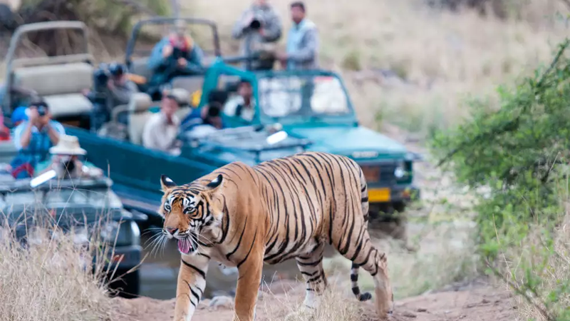 Ranthambore